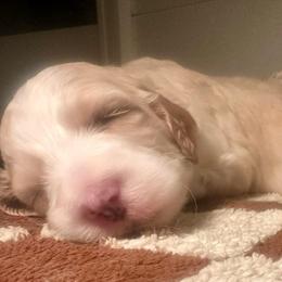 Fawn and White Male - Fawn and white male Sheepadoodle puppy in Cambridge, Ohio from Sweet Creek Pups