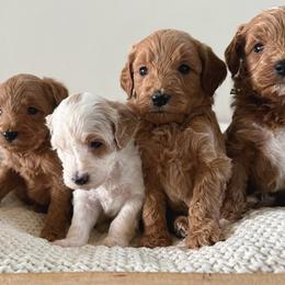 Reserve Little Scoop 3 (M) - Red  male Goldendoodle puppy in Modesto, California from Central Valley Canine Companions