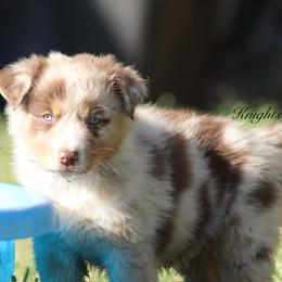 Charm - Red merle male Australian Shepherd puppy in Ceres, California from Knight's Aussies