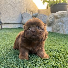 Boy 3 - Liver male Shih Tzu puppy in Whittier, California from Socal Mother Of Shih Tzus