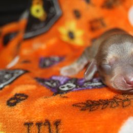 Oakes - Cream male Dachshund puppy in La Junta, Colorado from Royal King’s Mini Dachshunds