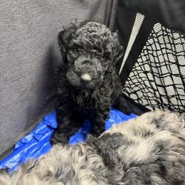 Blue Collar - Black female Assorted Doodle Crosses puppy in Richmond, Texas from Blessed B Farm & Doodles