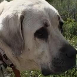 Khaleesi - Turkish Boz Shepherd