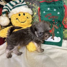 Chocolate mousse.  Small male new pics and video - Chocolate and tan male Shih Tzu puppy in Lebanon, Missouri from Anna's Babies in the Midwest