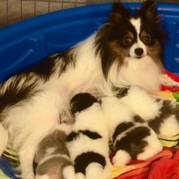 Pomeranian puppies from "Prissy Pups"