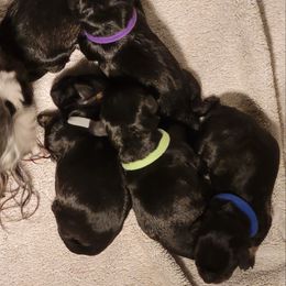 Boy 3 - Black and silver male Miniature Schnauzer puppy in Ohio from Caesars Creek Miniature Schnauzers