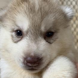 Hannah - Red and white female Siberian Husky puppy in Loudon, Tennessee from Kristari Siberians