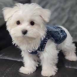 Maltese, Morkies, and Yorkshire Terriers from Fluff Town Puppies, LLC
