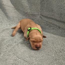 Snowflake (3rd pick female) - Golden female Golden Retriever puppy in Tenino, Washington from Oak River Goldens'