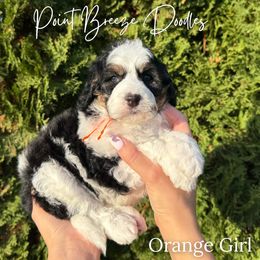Orange Girl - Tri-color female Bernedoodle puppy in Rochester, New York from Point Breeze Doodles, LLC