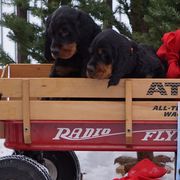 Gordon Setters from Raritan Gordon Setters