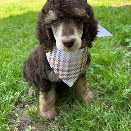 Cupid - Phantom male Poodle puppy in Conway, Arkansas from Arkansas River Poodles