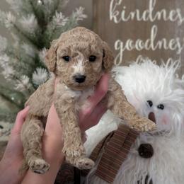 Cuddles - Cream female Cavapoo puppy in Coshocton, Ohio from Forever Family Puppies