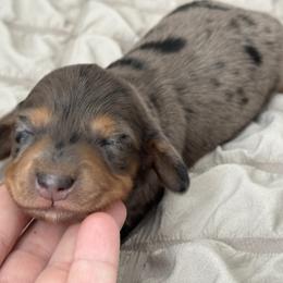Girl 1 - Dapple female Dachshund puppy in Allenhurst, Georgia from B’s Dapper Dachshunds