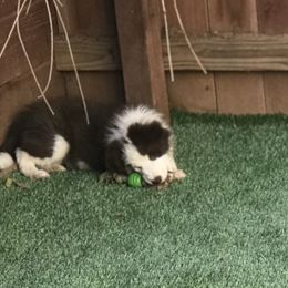 Border Collie Puppies from SoCal Border Collies
