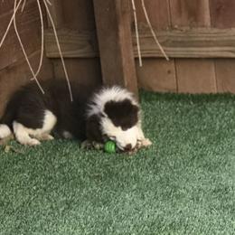 Border Collie Puppies from SoCal Border Collies