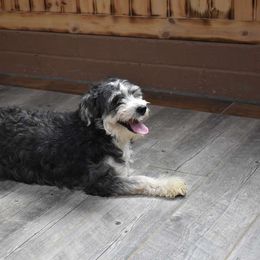 Melania - Bernedoodle