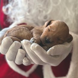 Holly - Red  female Goldendoodle puppy in Modesto, California from Central Valley Canine Companions