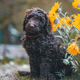 Poodle puppies from Redhead