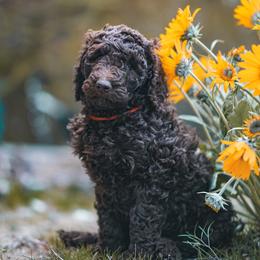 Poodle puppies from Redhead