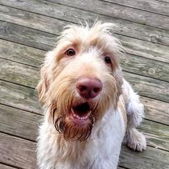 Robin - Spinone Italiano