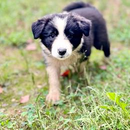 BK PAINT IT BLACK (Night) - Black and white female Border Collie puppy in Brazil, Indiana from Brilliant Kennels