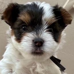 Blackie - Parti male Yorkshire Terrier puppy in La Verne, California from Heavenly Parti Yorkies