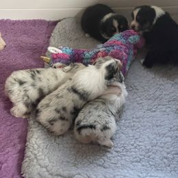 Australian Shepherd Puppies from Mezzo Australian Shepherds
