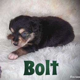 Bolt - Black tri male Miniature Australian Shepherd puppy in Lubbock, Texas from Baby Storm Kennels
