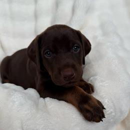 Dove - Red and rust female Doberman Pinscher puppy in Brookfield, Wisconsin from Haus of Hound