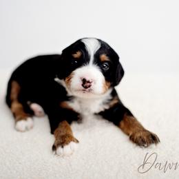Dawn - Tri-color female Bernedoodle puppy in Athens, Alabama from Brewing Doodles