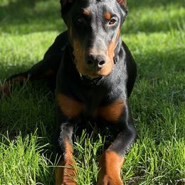 Doberman Pinschers from European Dobermans