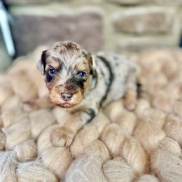Athena - Red merle Aussiedoodle puppy in Chattanooga, Tennessee from Remedy Ridge Aussiedoodles
