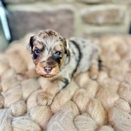 Athena - Red merle Aussiedoodle puppy in Chattanooga, Tennessee from Remedy Ridge Aussiedoodles