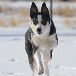 Opal - Border Collie