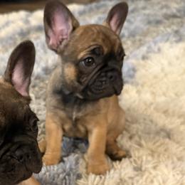 French Bulldogs from Rebecca White