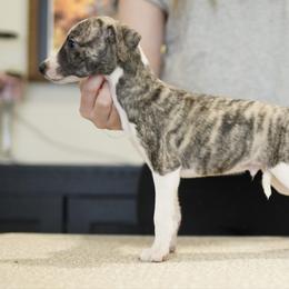 Charmer - White and fawn brindle male Whippet puppy in Atlanta, Georgia from Sinaj