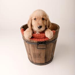 Golden Retriever Puppies from Brinton Goldens
