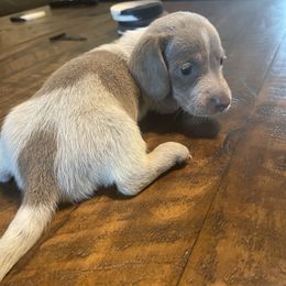 Piebald girl 2 - Piebald female Dachshund puppy in Maui, Hawaii from Versatile Ohana