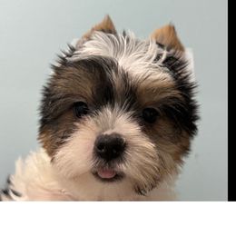Daisy - Parti female Yorkshire Terrier puppy in Independence, Kentucky from 4paws4ever by Design