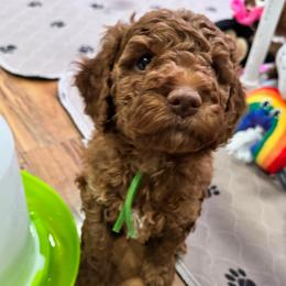 Buzz Lightyear - Red  male Goldendoodle puppy in Moreno Valley, California from Rainbow SoCal Doodles