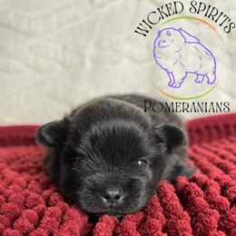 HOLD AKC PEPSI - Black male Pomeranian puppy in Watkins Glen, New York from Wicked Spirits Pomeranians