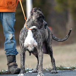 Andrea - Perro de Presa Canario