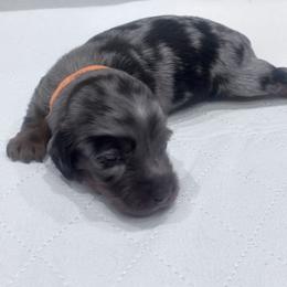 Boy 3 orange collar - Dapple male Dachshund puppy in Chicago, Illinois from RGZ Doxies