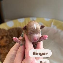 Ginger - Apricot female Cavapoo puppy in Sugar City, Idaho from Taylor's Cavapoos