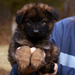 Blue Collar Boy - Sable Long Coat Showline GSD - German Shepherd puppy from Euro Deja