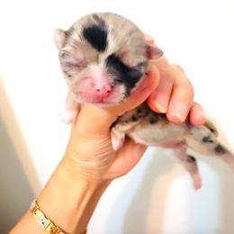Blue Marble Rose.Price 12000 - Blue merle female Chihuahua puppy in Santa Rosa Beach, Florida from Eva's Chihuahuas