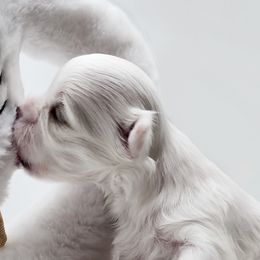 Maltese from Amore Maltese