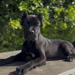 Girl 3 - Black female Cane Corso puppy in California from Donato Kennels