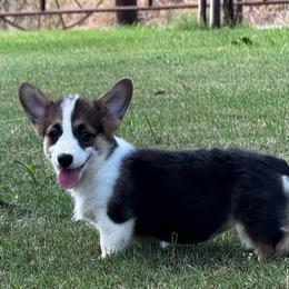 Pistol - Black and tan female Pembroke Welsh Corgi puppy in Stephenville, Texas from Rising JM Pembrokes